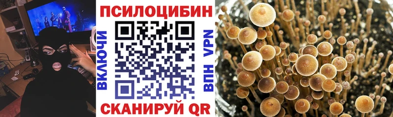 кракен   Печоры  Псилоцибиновые грибы Psilocybe 